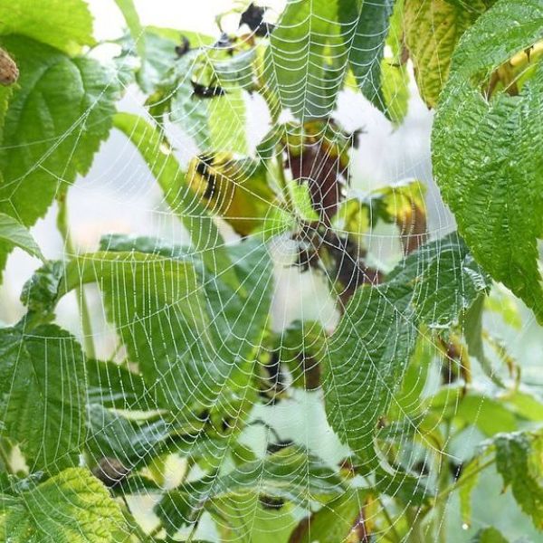 Community of Practice